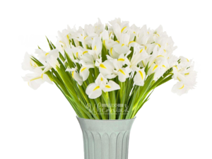 Снежная королева/ирисы белые