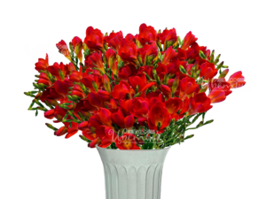 Фрезия красная