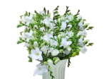 Фрезия белая