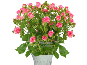 Пинк Флеш/розы кустовые