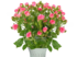Розы кустовые с доставкой
